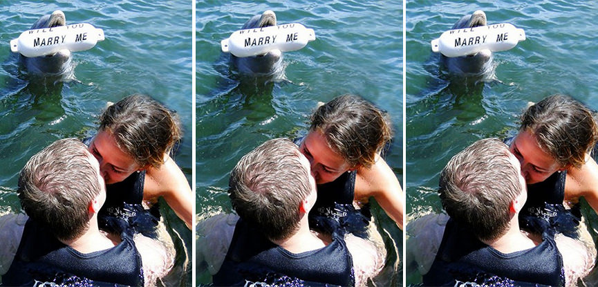pedido-de-casamento-golfinho