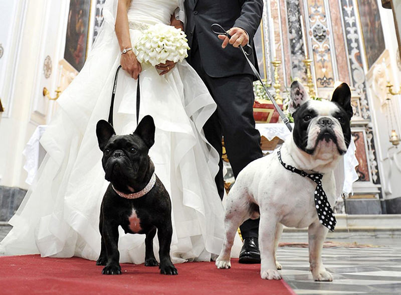 casamento-com-cachorro-seu-pet-fazendo-parte-do-casamento