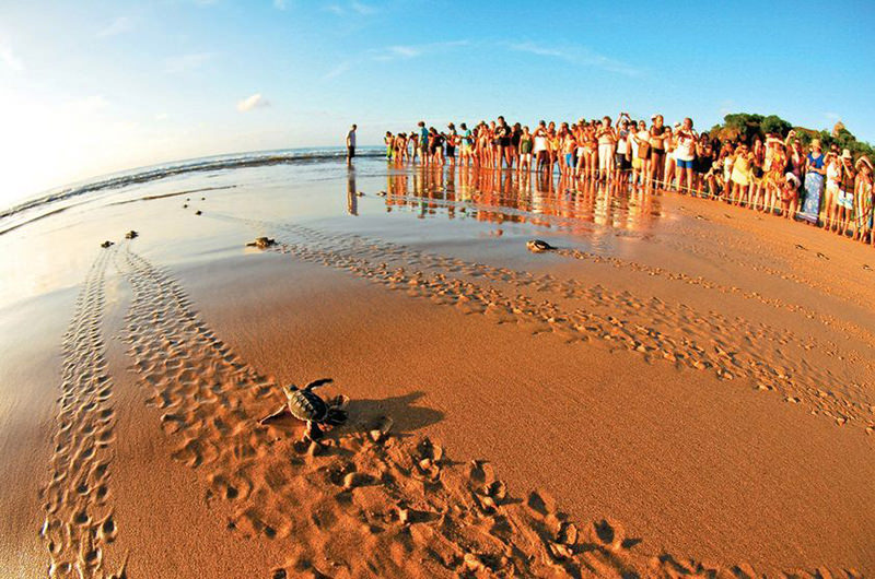 lua-de-mel-no-brasil-projeto-tamar-fernando-de-noronha