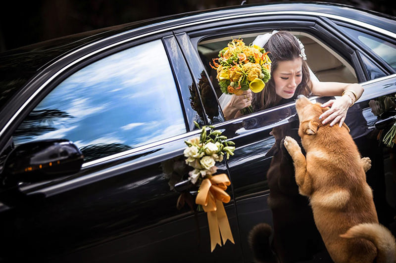 participacao-emocionante-do-pet-no-casamento