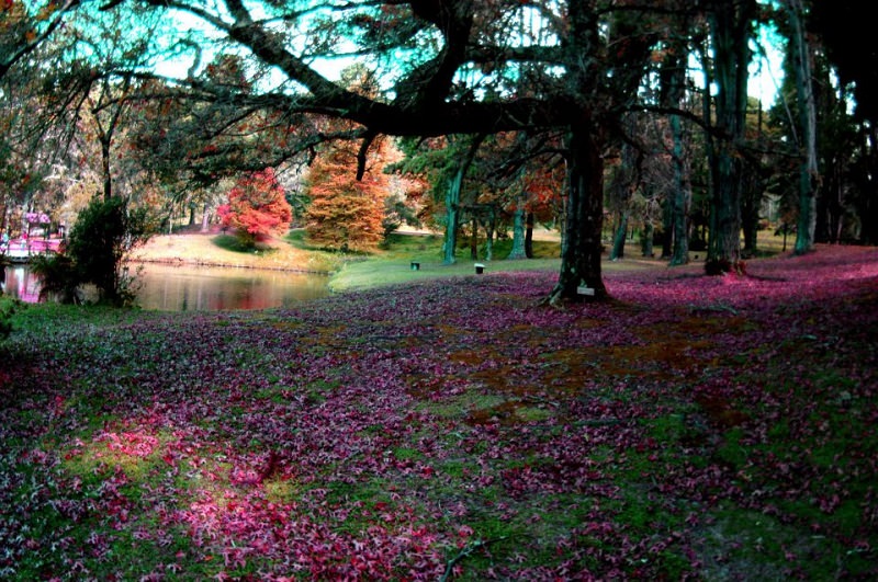 horto-florestal-campos-do-jordao