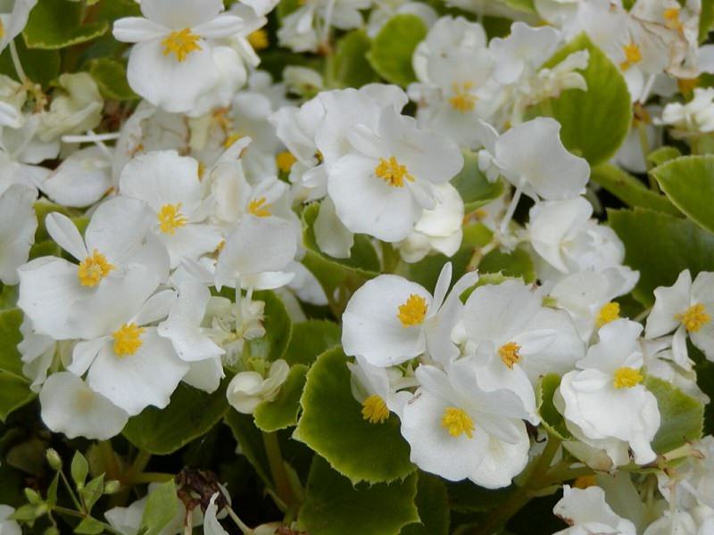 begonia-branca-decoracao-de-casamento