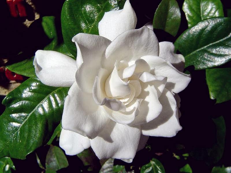 gardenia-branca-flor-de-casamento