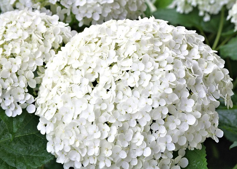 hortensia-branca-decoracao-de-casamento