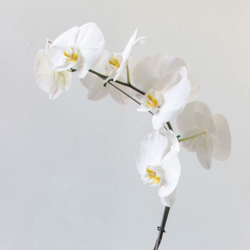 orquidea-branca-decoracao-de-casamento