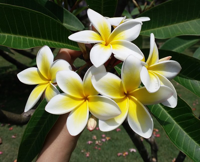 plumeria-branca-flor-de-casamento