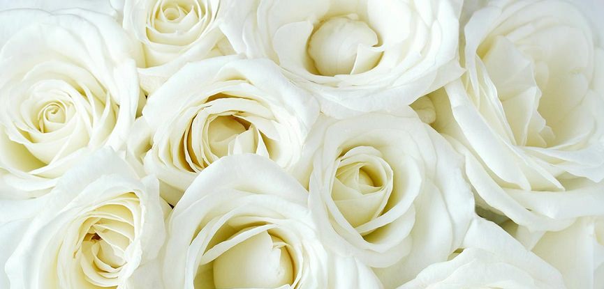 rosas-brancas-para-decoracao-do-casamento-capa