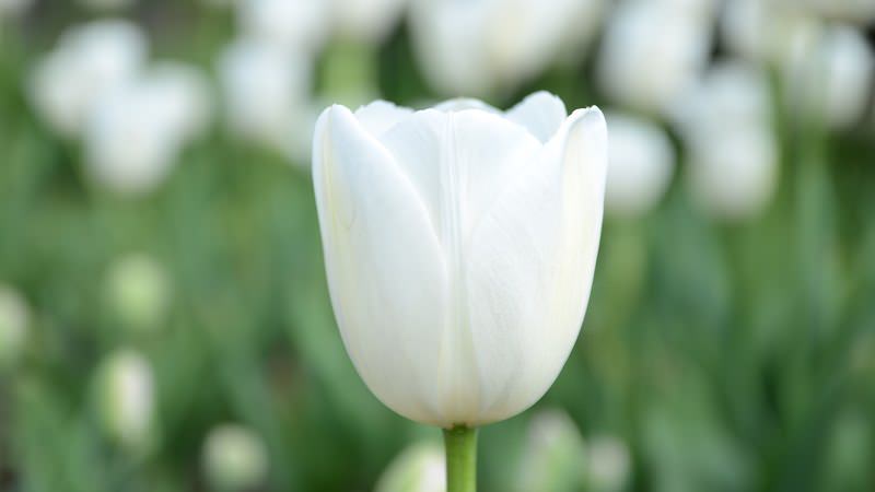 tulipa-branca-flor-de-casamento