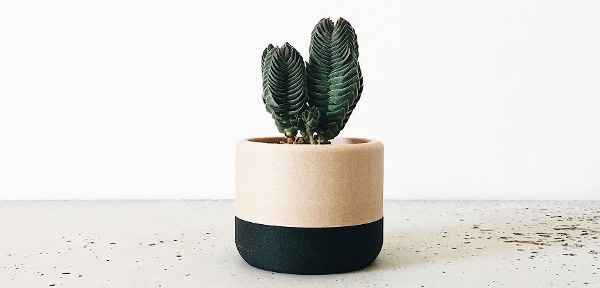 11-planta-em-vasinho-moderno-para-lembrancinha-de-festa-capa