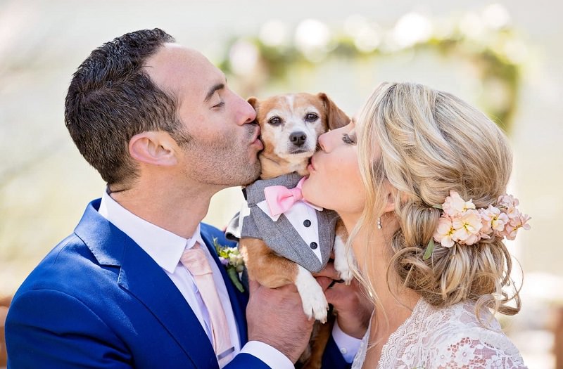 casamento-com-seu-cachorro-levando-as-aliancas